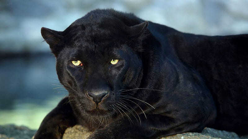 black jaguar , mammal, vertebrate, terrestrial animal, felidae, puma, HD wallpaper