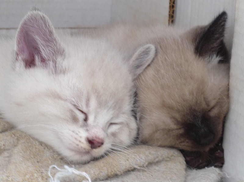 Shh..the kittens are asleep, Brat, siamese kitten, white cat, white cats, siamese cat, white kittens, siamese kittens, kitten burgers brat, kittens cuddling, siamese cats, siamese, white kitten, HD wallpaper