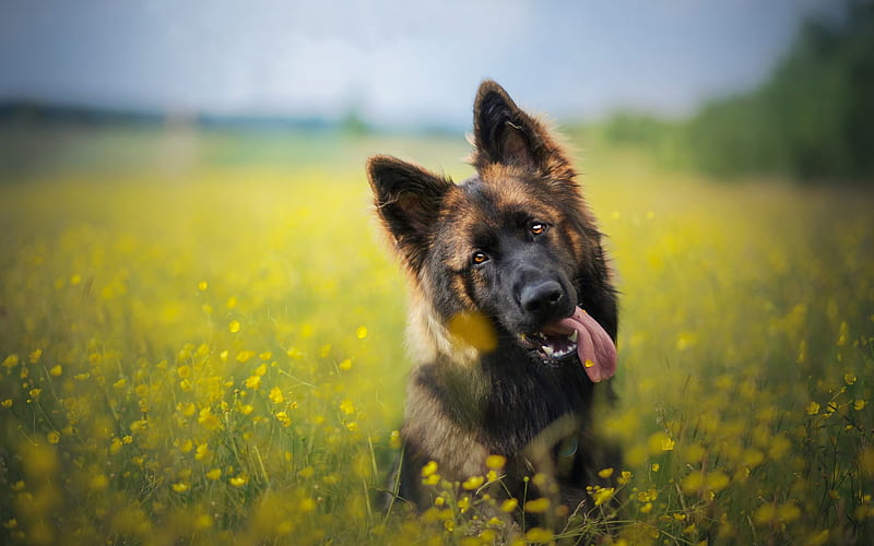 German Shepherd Dog, pets, big dog, portrait, flower field, field yellow flowers, HD wallpaper
