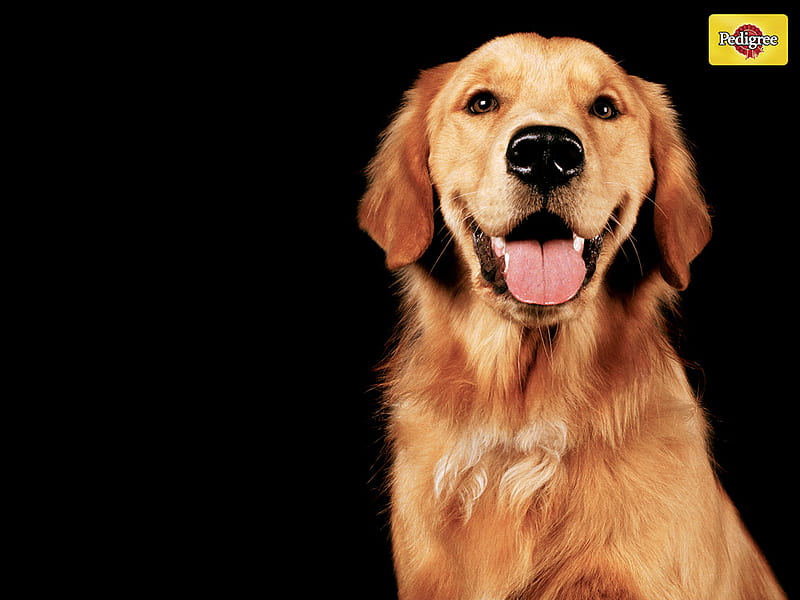 Happy Golden Retriever, cute, smiling, happy, animals, dogs, pedigree, golden retriever, HD wallpaper
