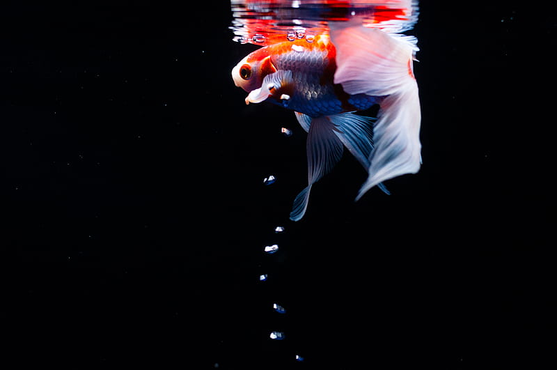koi, carp, fish, tail, fins, water, under water, bubbles, HD wallpaper