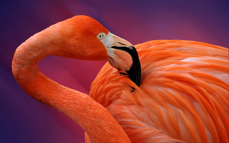 pink flamingos, beautiful bird, flamingo, HD wallpaper