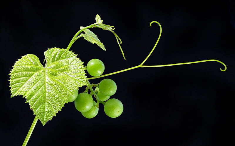 Grape, fruit, green, black, leaf, HD wallpaper
