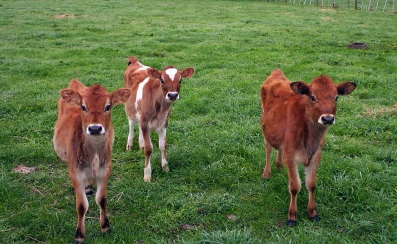 Autumn Calves, Brown, White, Cows, Autumn, Calves, Animals, HD wallpaper