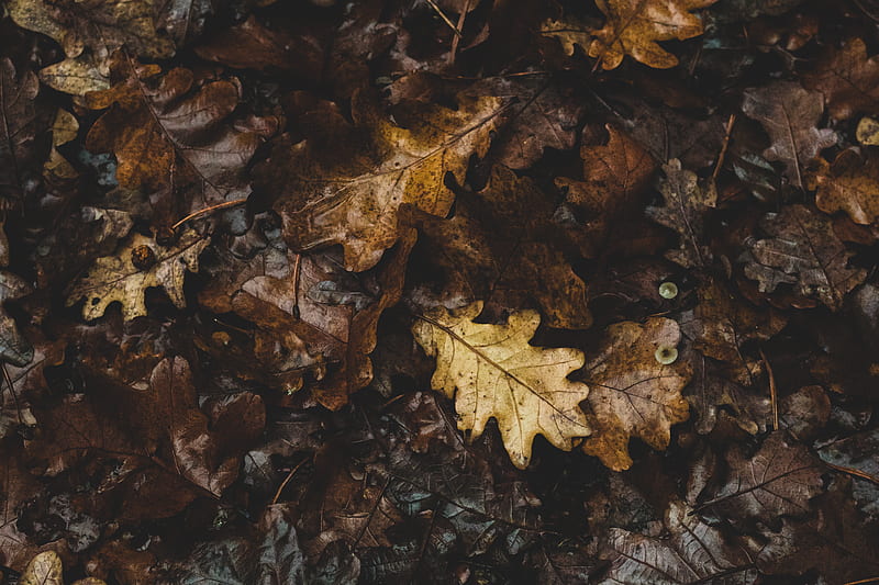 Brown maple leaf on ground, HD wallpaper | Peakpx