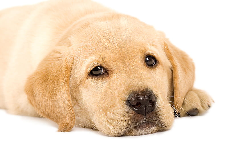 Golden Labrador puppy;), labrador, golden, sweet, siempre, precious, sunshine, animals, dogs, puppy, HD wallpaper