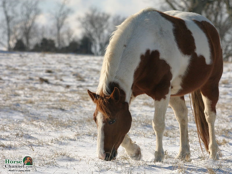 Pinto Horse In Snow, snow, pinto, animals, horses, winter, HD wallpaper