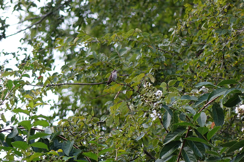 Hummingbird in Tree, Ruby-throated, sitting, tree, Hummingbird, HD wallpaper