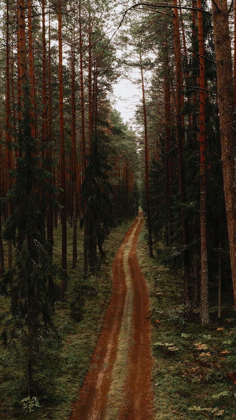 Forest, 