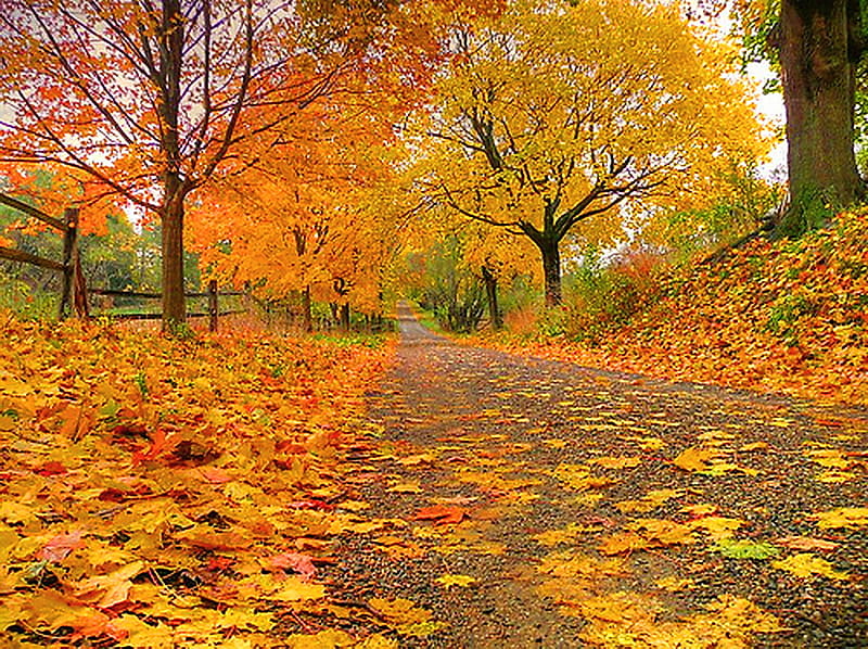 Ontario autumn, autumn, orange, colors, yellow, trees, ontario, leaves ...