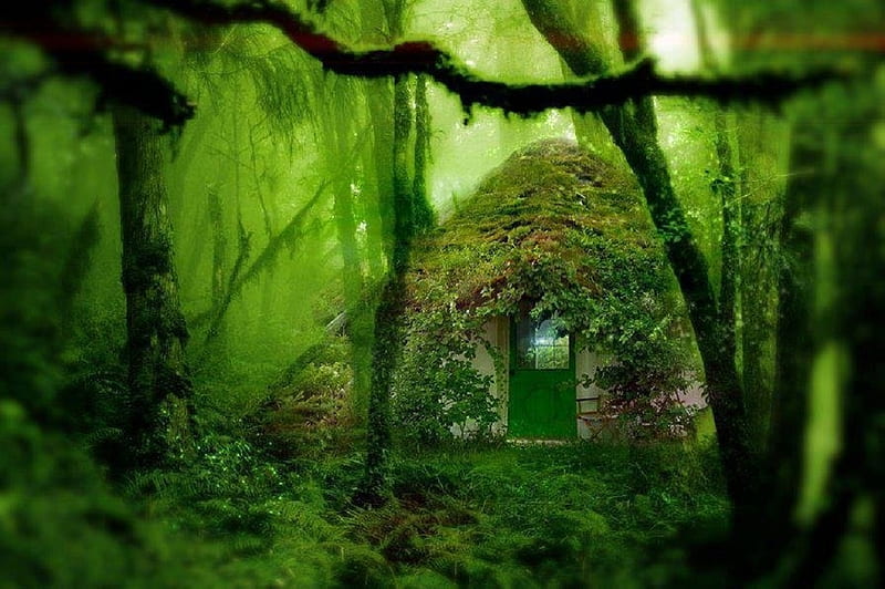 little forest house, forest, little, house, nature, HD wallpaper