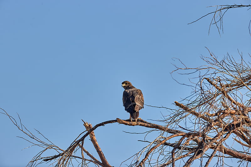 falcon, predator, bird, tree, HD wallpaper