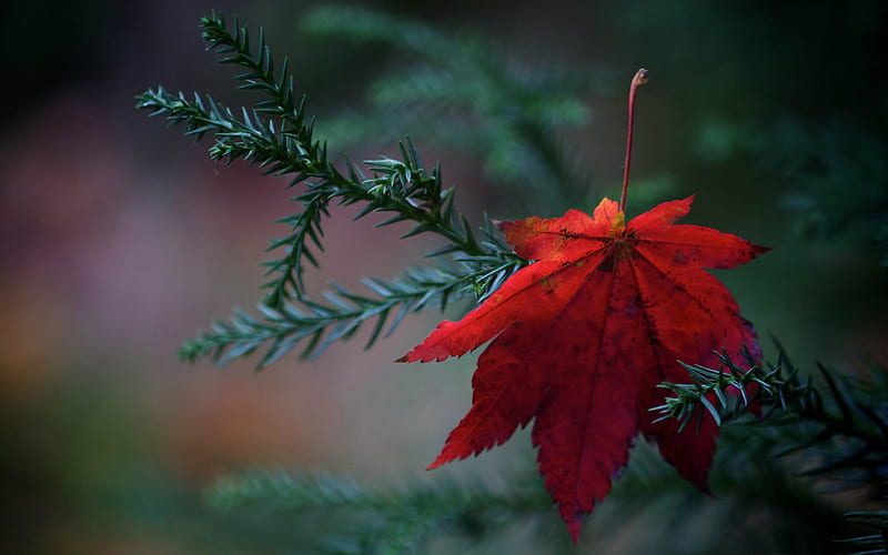 red fallen leaf-Autumn Nature, HD wallpaper