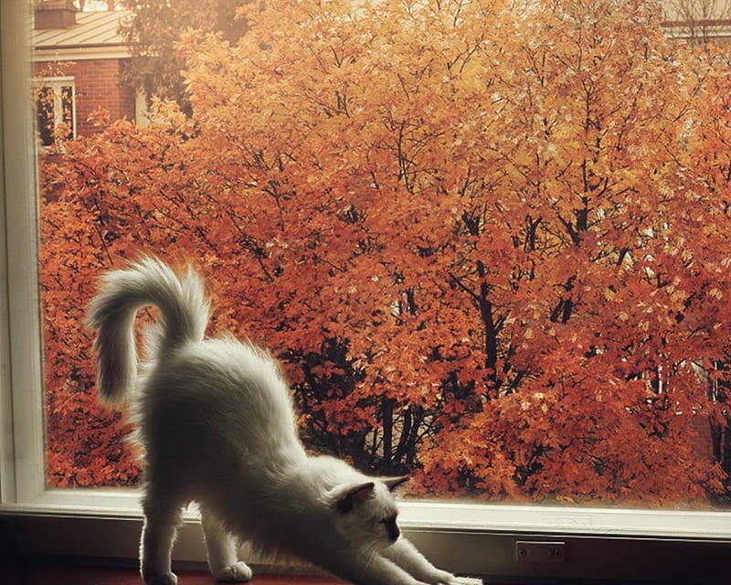 Lazy Morning Cat, autumn, sill, window, lazy, morning, cat, HD wallpaper