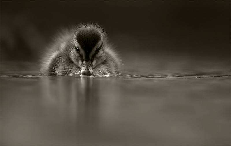 lovely duck, black and white, nice, lovely, duck, HD wallpaper
