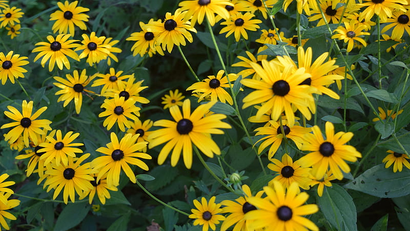 Black Eyed Susan Flowers, flowers, nature, black eyed susan, yellow flowers, closeup, HD wallpaper