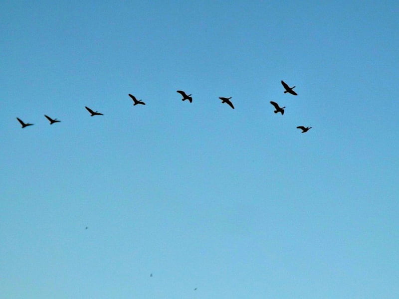 Canadian Geese, geese, birds, sky, blue, HD wallpaper