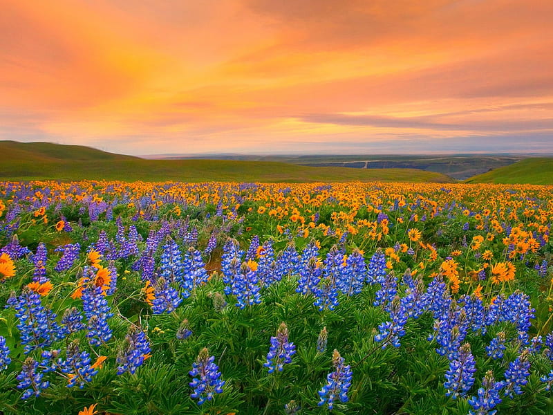 Spring Symphony At Sunset, yellow, bonito, sunset, spring, sky, clouds, meadows, green, flowers, field, blue, HD wallpaper