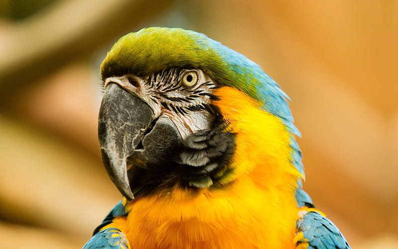 Tropical America Macaw Beak Parrot Cute Animals, HD wallpaper