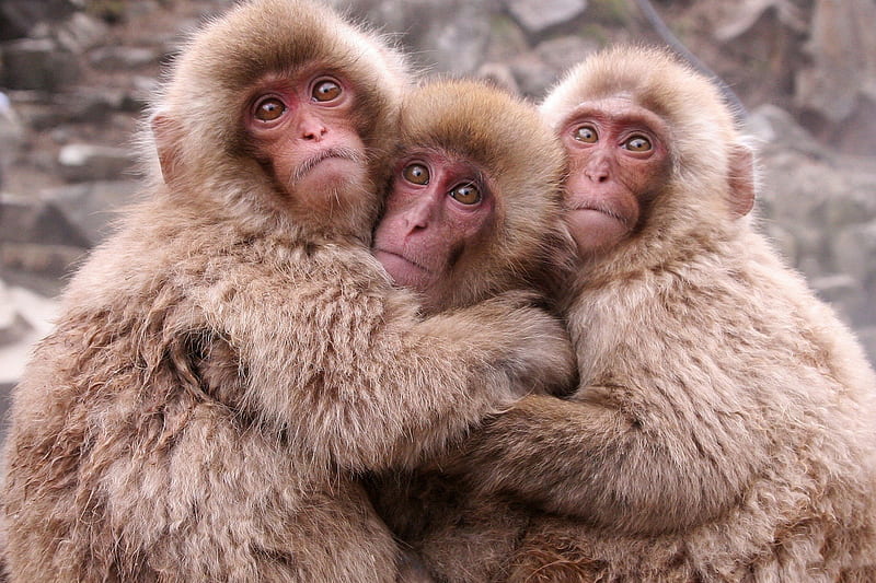*** Three adorable monkey ***, monkey, red, color, animals, animal, HD wallpaper