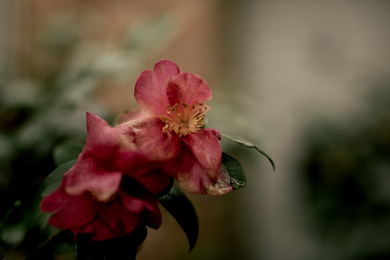 red flower in tilt shift lens, HD wallpaper