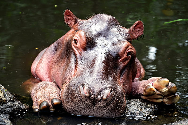 Animal, Hippo, HD wallpaper | Peakpx