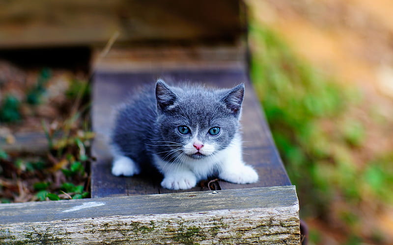 gray kitten, gray cat, cute animals, kittens, pets, cats, domestic cat, HD wallpaper