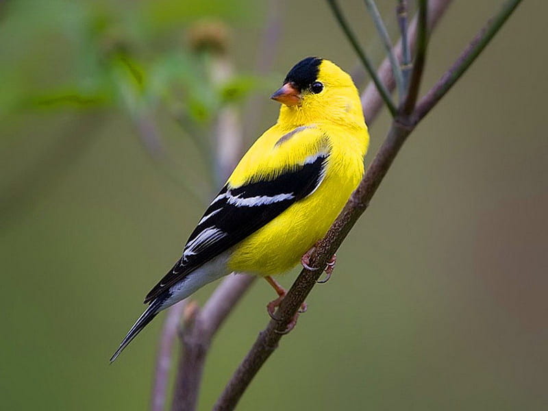 Finch for AdeleG, bird, Goldfinch, black, yellow, branch, HD wallpaper