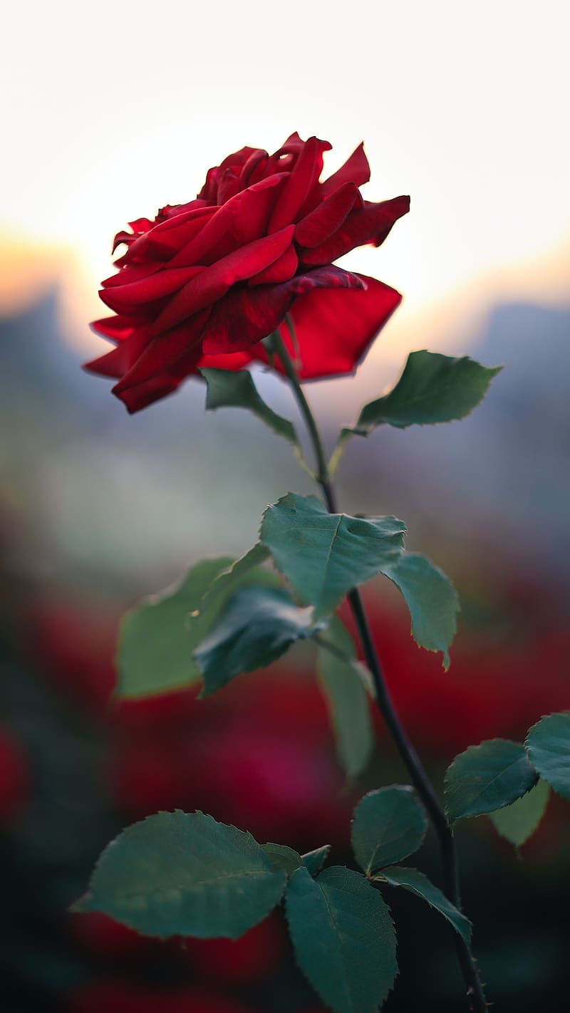 Single Red Rose Flower, red rose flower, single rose, red, flower, plant, HD phone wallpaper