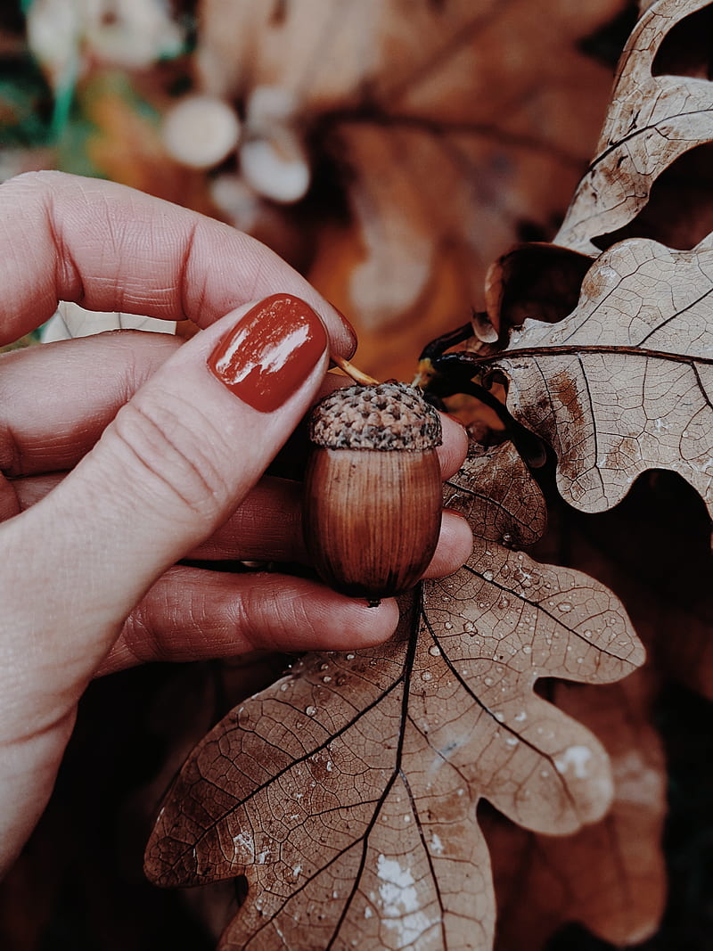 Acorn oak leaves hand autumn HD phone wallpaper  Peakpx