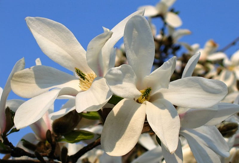 Magnolia, flowers, bonito, white, HD wallpaper