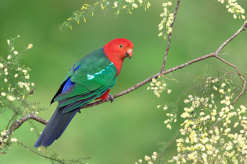 Parrot, red, bird, green, pasare, flower, HD wallpaper | Peakpx