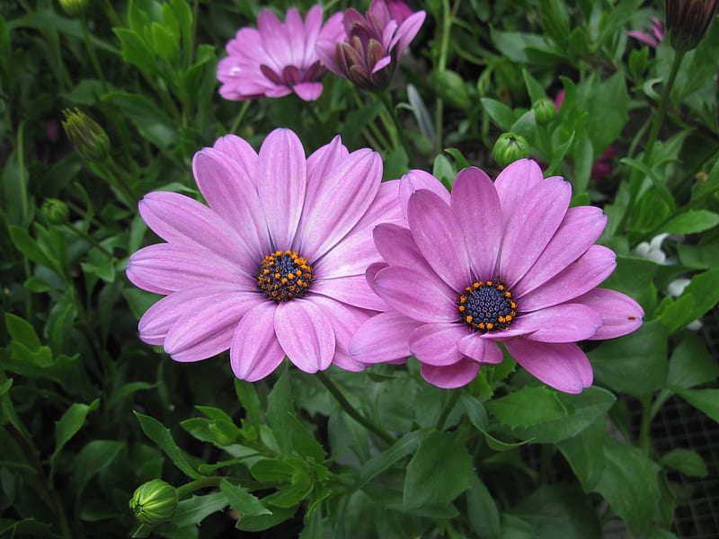 Flowers garden in greenhouse 07, graphy, Daisy, green, garden, Flowers ...