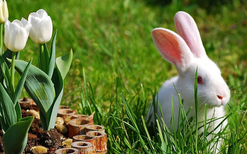 *** Bunny ***, trawa, zajace, zwierzeta, kwiaty, laka, HD wallpaper