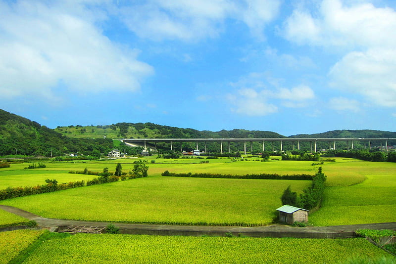 Rural scenery, rural, sky, paddy fields, scenery, HD wallpaper