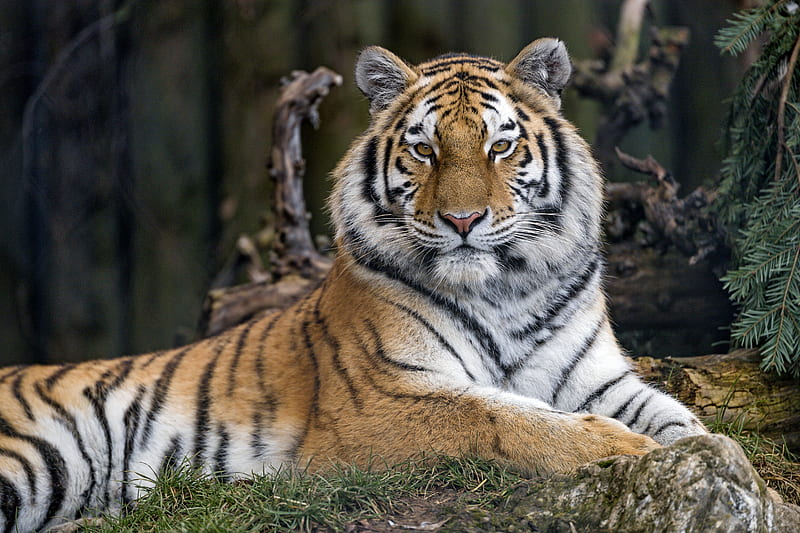 tiger, predator, big cat, glance, HD wallpaper