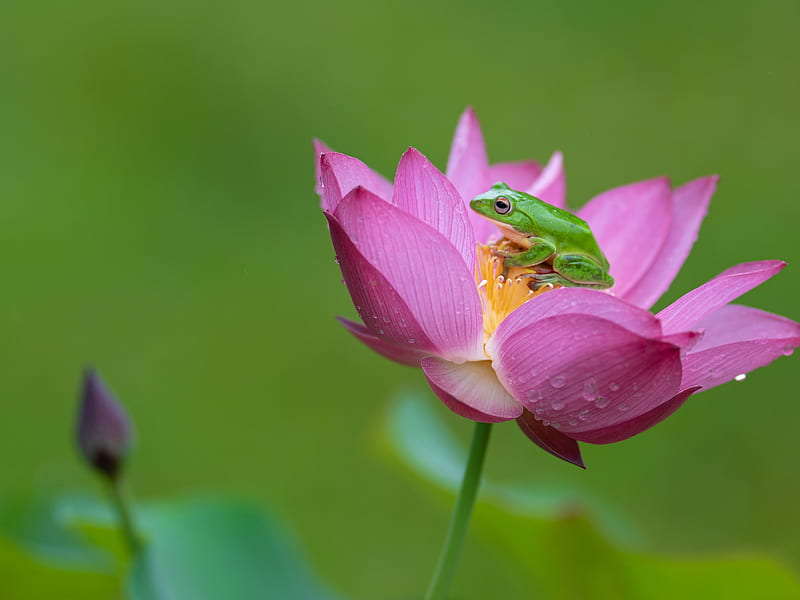 Frog, broasca, lotus, green, water lily, flower, amphibian, pink, HD wallpaper