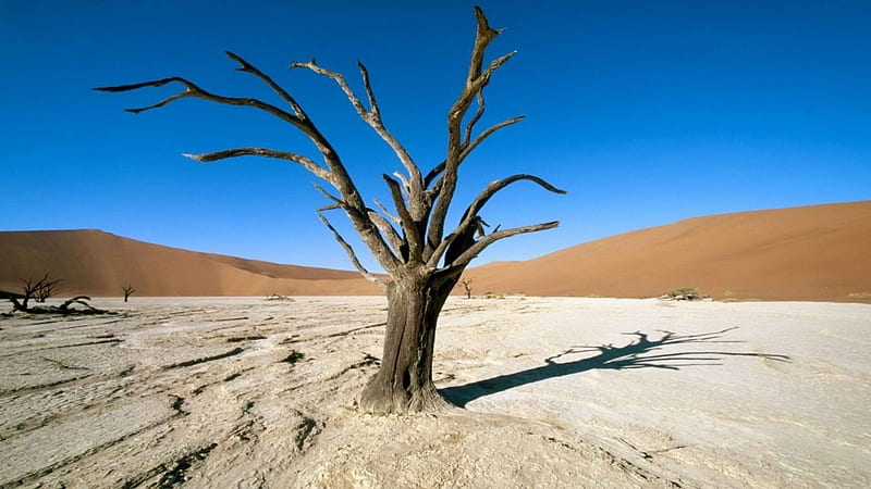 Withered Tree in the Desert, sand, nature, trees, deserts, HD wallpaper