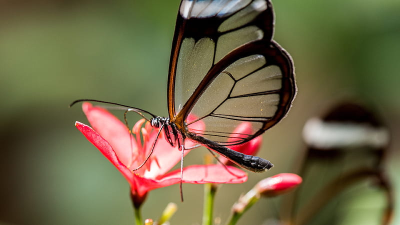 White Black Glassy Butterfly On Red Flower In Green Blur Background Butterfly, HD wallpaper