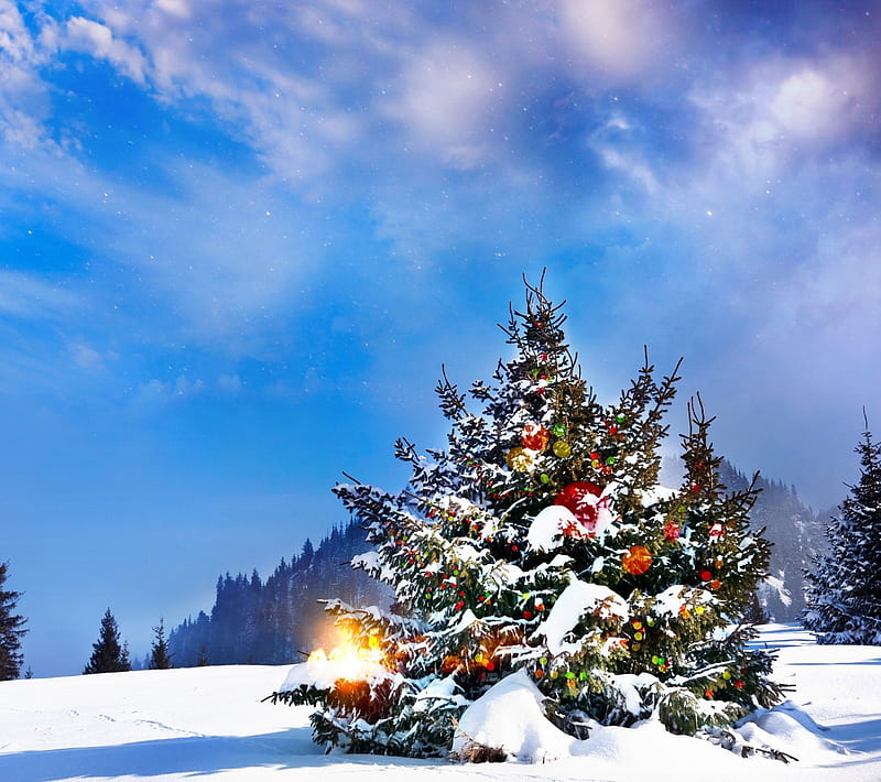 Christmas tree frozen landscape merry christmas nature snow winter  HD wallpaper  Peakpx