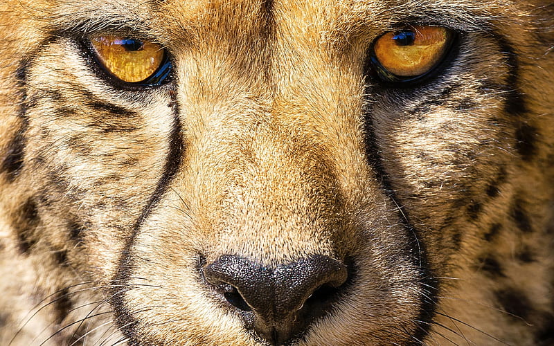 Cheetah, face, eyes, animale, skin, ghepard, HD wallpaper | Peakpx