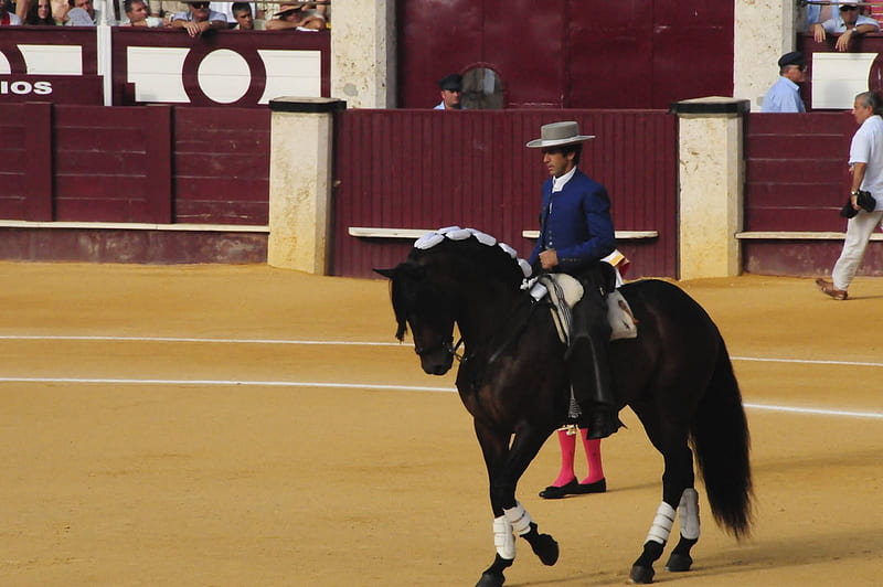 Pablo Hermoso de Mendoza mounted on his Spanish stallion, stallions, hermoso de mendoza, spanish horse, horseback bullfighting, bullfighting, andalusian, horses, spain, pablo hermoso de mendoza, ring, animals, HD wallpaper