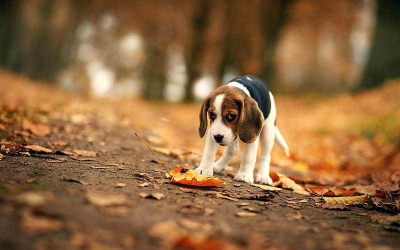 Beagle, bokeh, puppy, dogs, autumn, pets, Beagle Dog, sad dog, HD wallpaper