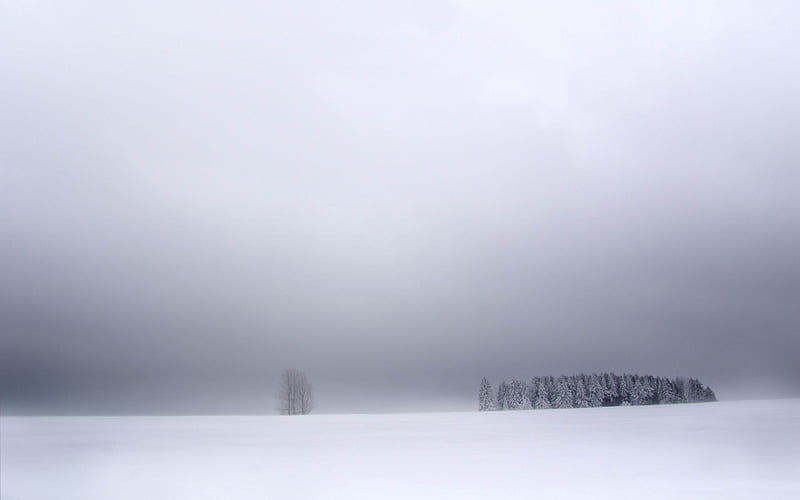 white trees winter-Winter snow scenes, HD wallpaper