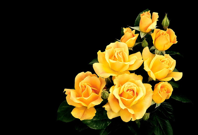 Roses for Monica(octoberandapril69), yellow roses, rose, flower