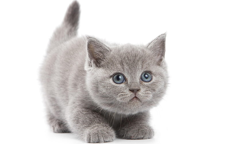 British Shorthair Cat, kitten cute animals, pets, gray fluffy ...
