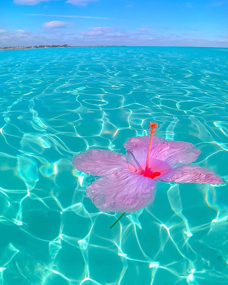 Tropical beach, beach, la mer, maldive, ocean, relaxation, tropical, vacances, voyage, water, HD phone wallpaper
