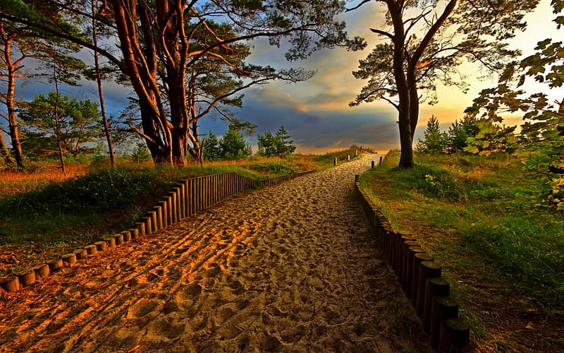Sandy Path to the Beach, sand, beaches, sandy path, path, nature, road, trees, HD wallpaper