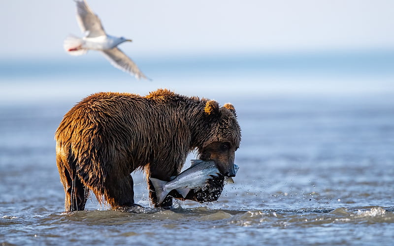 Bear Fishing, bear, water, fish, animal, HD wallpaper
