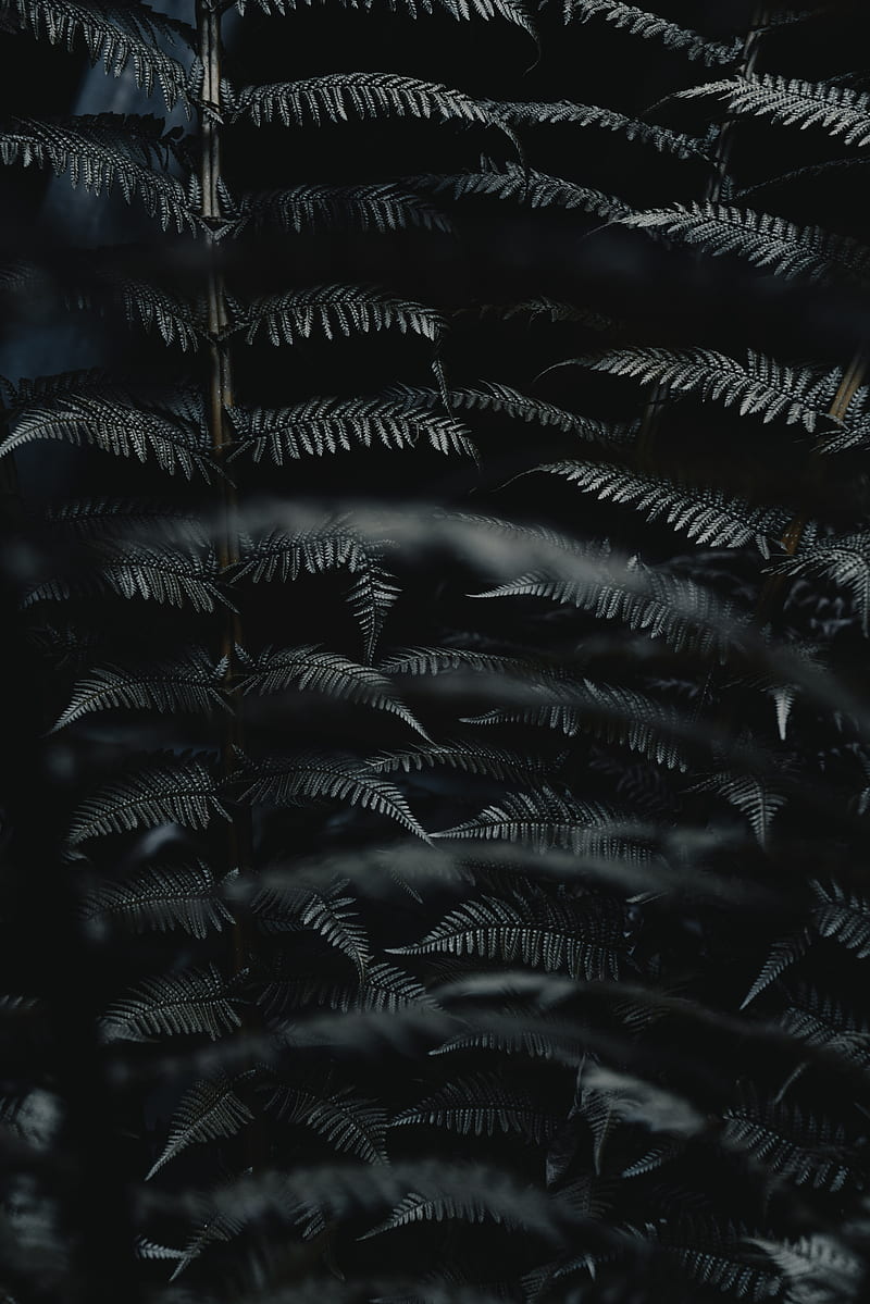fern, leaves, black, carved, macro, branch, plant, HD phone wallpaper